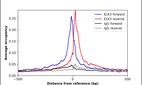 Anti-ELK3 Antibody