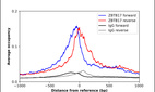 Anti-ZBTB17 Antibody