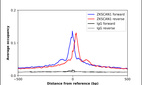 Anti-ZKSCAN1 Antibody