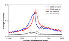 Anti-CDK9 Antibody