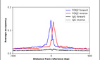 Anti-FOXJ2 Antibody