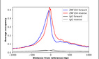 Anti-ZNF134 Antibody