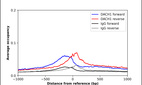 Anti-DACH1 Antibody