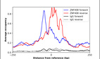 Anti-ZNF408 Antibody