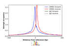 Anti-CREB1 Antibody