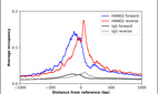 Anti-HAND2 Antibody