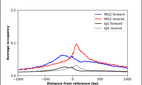 Anti-ING2 Antibody