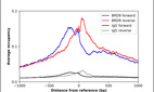 Anti-BRD9 Antibody