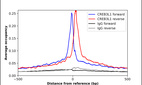 Anti-CREB3L1 Antibody