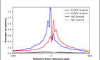 Anti-CLOCK Antibody