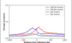 Anti-ZNF426 Antibody