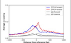 ChIP-Exo-Seq composite graph for Anti-ZFP14 (HPA030637, Lot R30232) tested in K562 cells. Strand-specific reads (blue: forward, red: reverse) and IgG controls (black: forward, grey: reverse) are plotted against the distance from a composite set of reference binding sites. The antibody exhibits robust target enrichment compared to a non-specific IgG control and precisely reveals its structural organization around the binding site. Data generated by Prof. B. F. Pugh´s Lab at Cornell University.