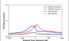 Anti-ZNF641 Antibody