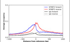 Anti-SFMBT2 Antibody