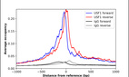 Anti-USF1 Antibody