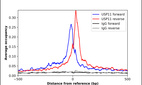 Anti-USP11 Antibody