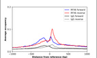 Anti-RFX6 Antibody