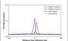 Anti-FOXO4 Antibody