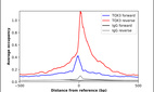 Anti-TOX3 Antibody