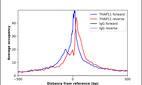 Anti-THAP11 Antibody