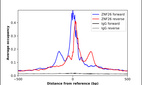 Anti-ZNF26 Antibody