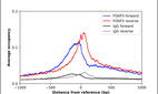 Anti-FOXP3 Antibody