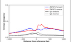 Anti-ZNF671 Antibody