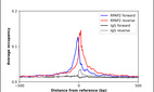 Anti-RPAP2 Antibody