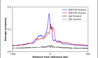 Anti-ZNF239 Antibody