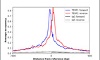 Anti-TERF1 Antibody