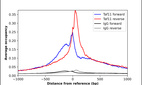 Anti-TAF11 Antibody