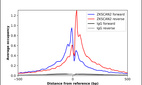 Anti-ZKSCAN2 Antibody