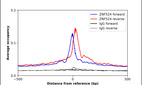 Anti-ZNF524 Antibody