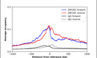 Anti-ZNF281 Antibody