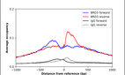 Anti-BRD3 Antibody