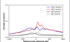 Anti-ING1 Antibody