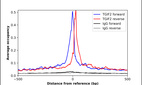 Anti-TGIF2 Antibody