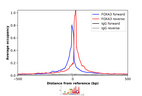 Anti-FOXA3 Antibody