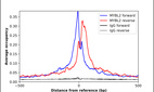 Anti-MYBL2 Antibody