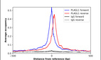 Anti-PLAGL1 Antibody