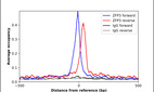 Anti-ZFP3 Antibody