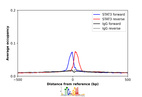 Anti-STAT3 Antibody