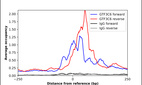 Anti-GTF3C6 Antibody