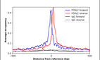 Anti-FOSL2 Antibody