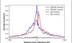 Anti-ZNF692 Antibody