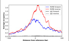 Anti-RXRB Antibody