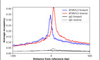 Anti-ATXN7L3 Antibody