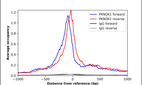 Anti-PKNOX1 Antibody