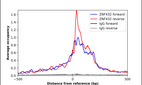 Anti-ZNF432 Antibody