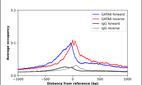 Anti-GATA6 Antibody